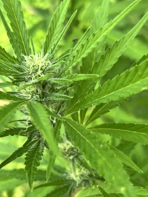 Red mandarine F1. Week 14