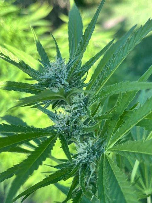 Red mandarine F1. Week 14