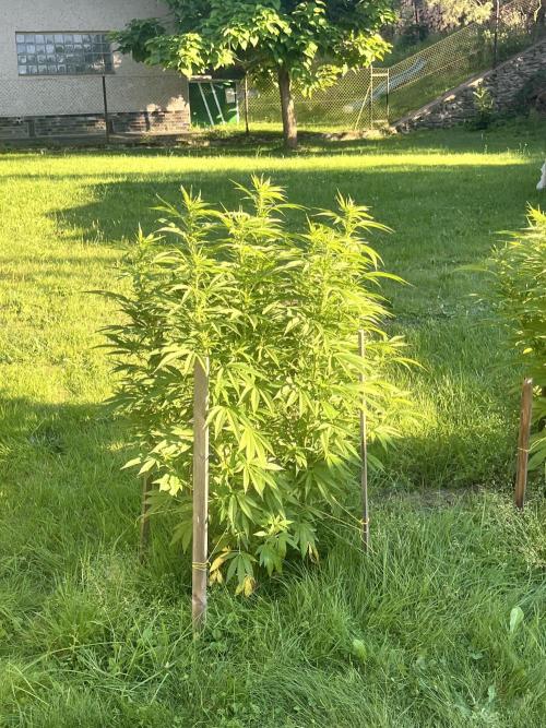 Red mandarine F1. Week 14