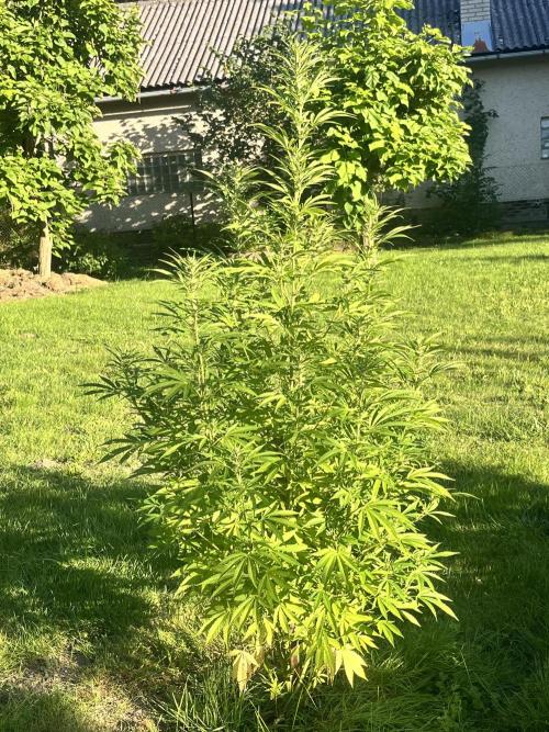 Red mandarine F1. Week 14