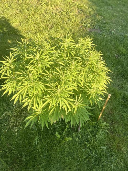 Red mandarine F1. Week 14