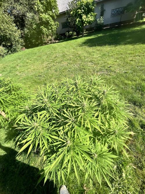 Red mandarine F1. Week 15