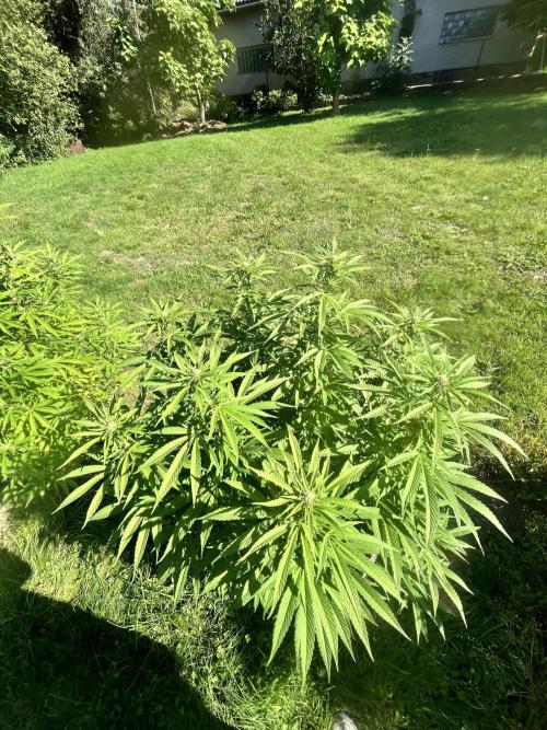 Red mandarine F1. Week 15