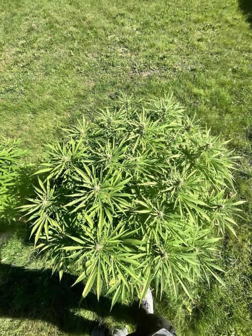 Red mandarine F1. Week 15