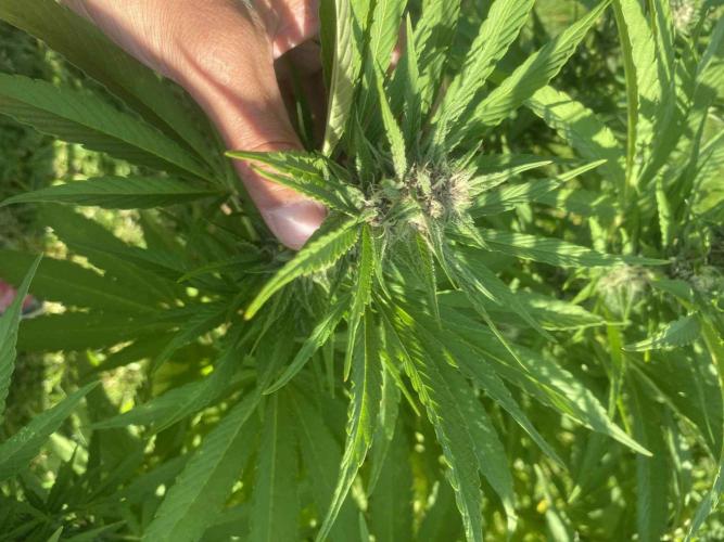 Red mandarine F1. Week 16