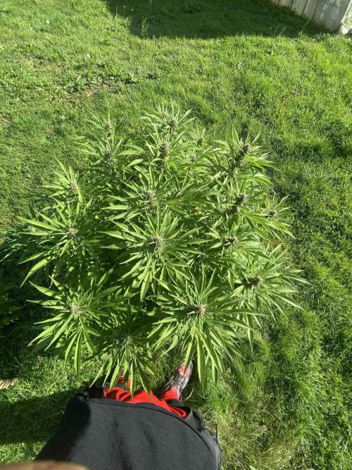 Red mandarine F1. Week 16