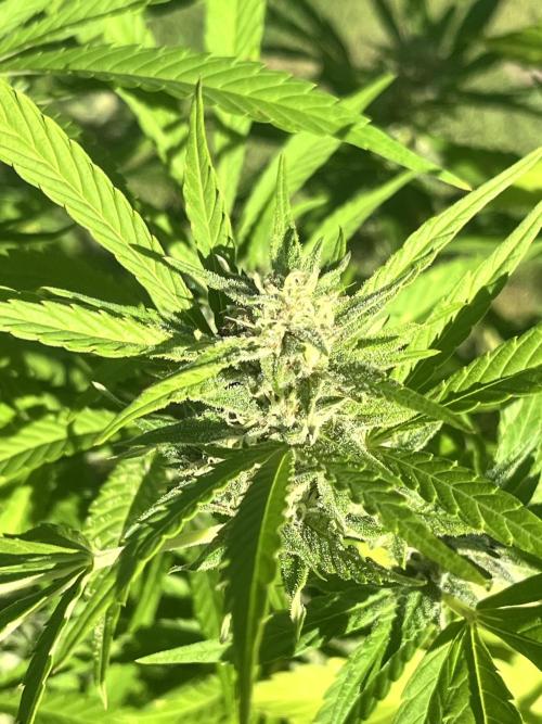 Red mandarine F1. Week 16