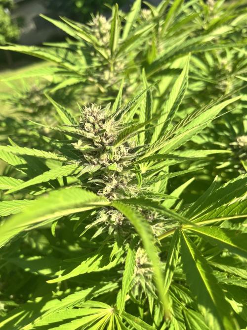 Red mandarine F1. Week 16