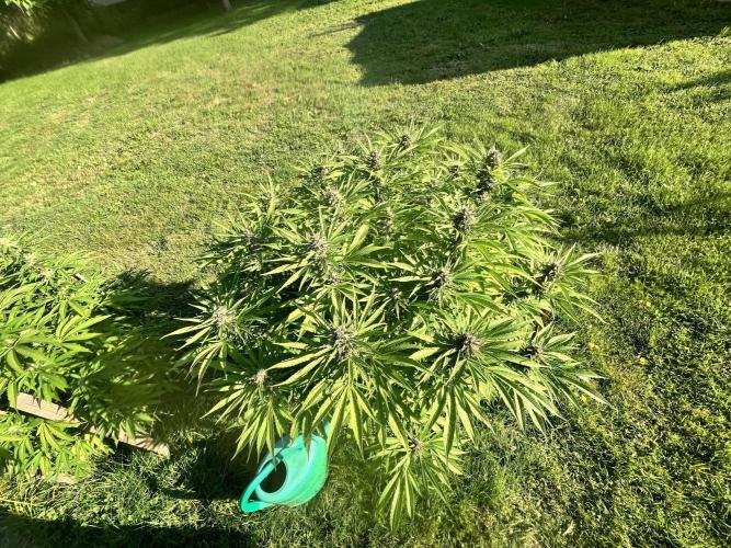 Red mandarine F1. Week 17