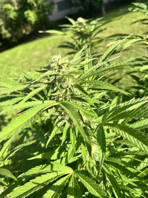 Red mandarine F1. Week 17