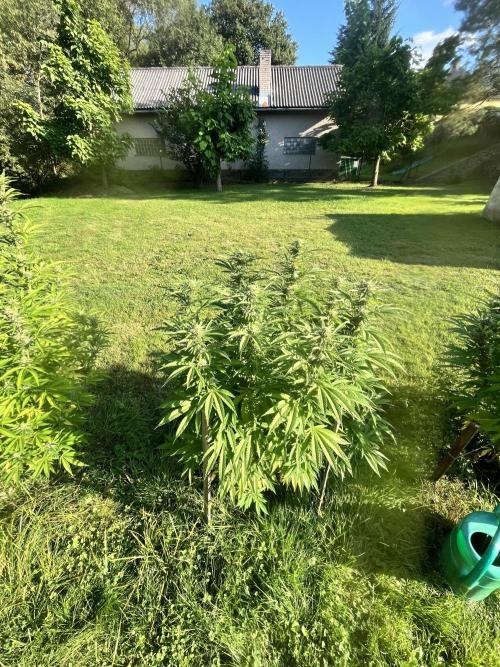 Red mandarine F1. Week 17