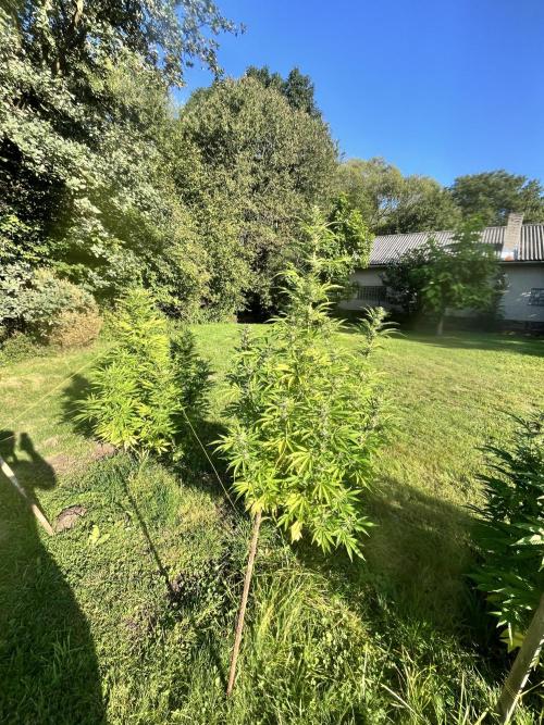 Red mandarine F1. Week 17