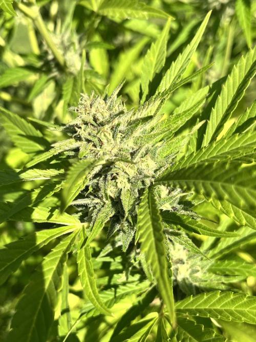 Red mandarine F1. Week 17