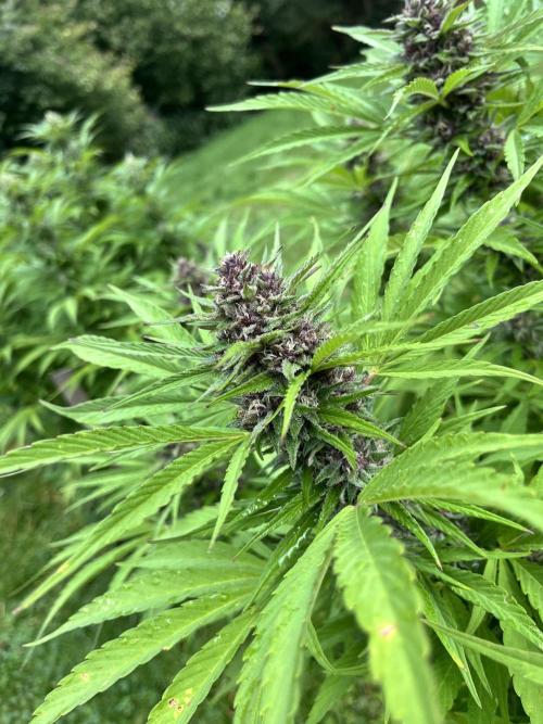 Red mandarine F1. Week 18