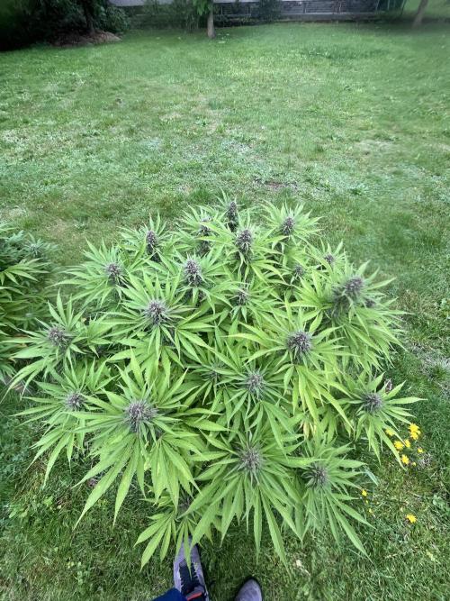 Red mandarine F1. Week 18