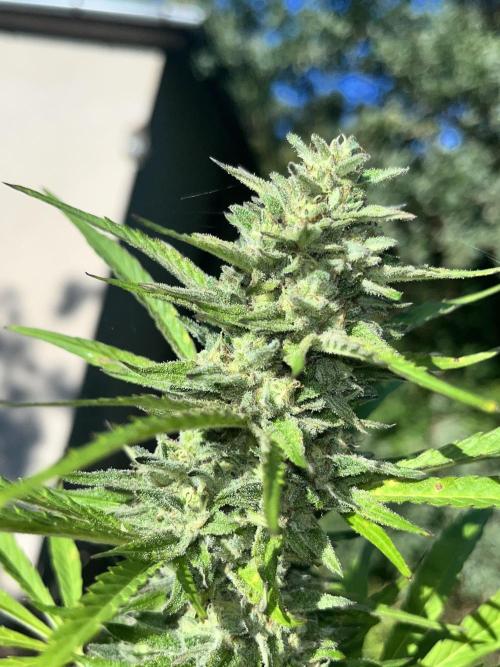 Red mandarine F1. Week 18