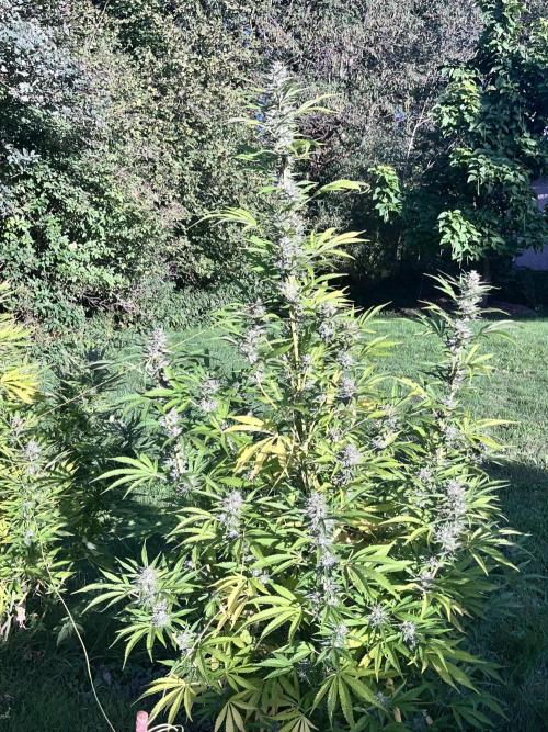 Red mandarine F1. Week 18