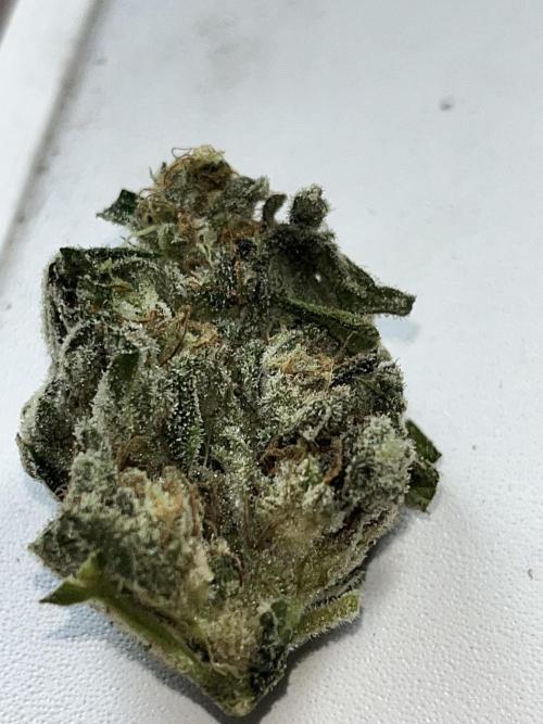 Red mandarine F1. Week 19