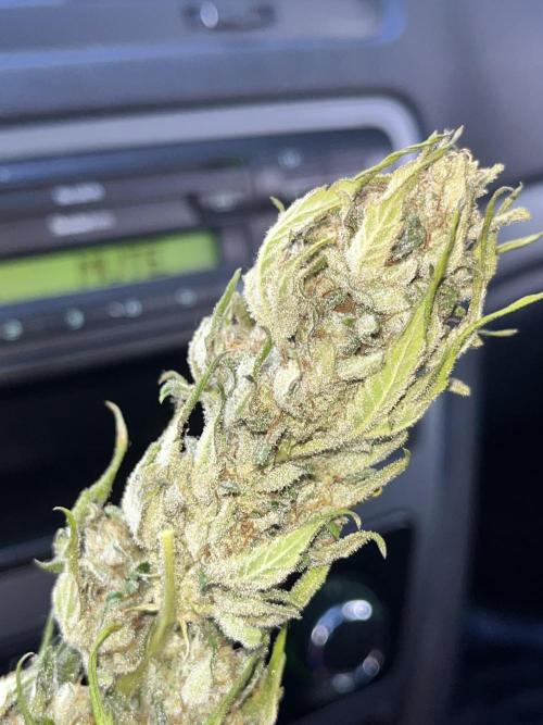 Red mandarine F1. Week 19