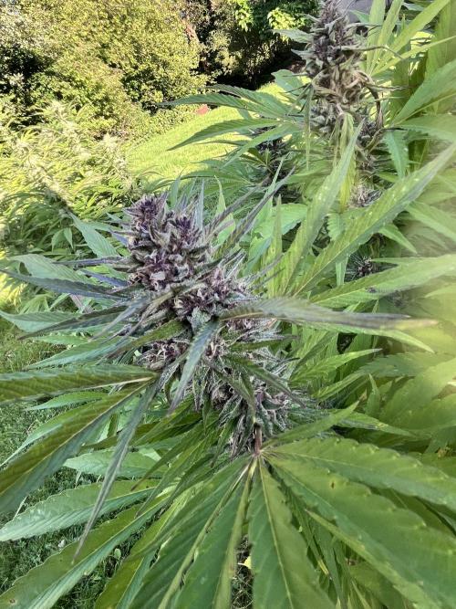 Red mandarine F1. Week 18