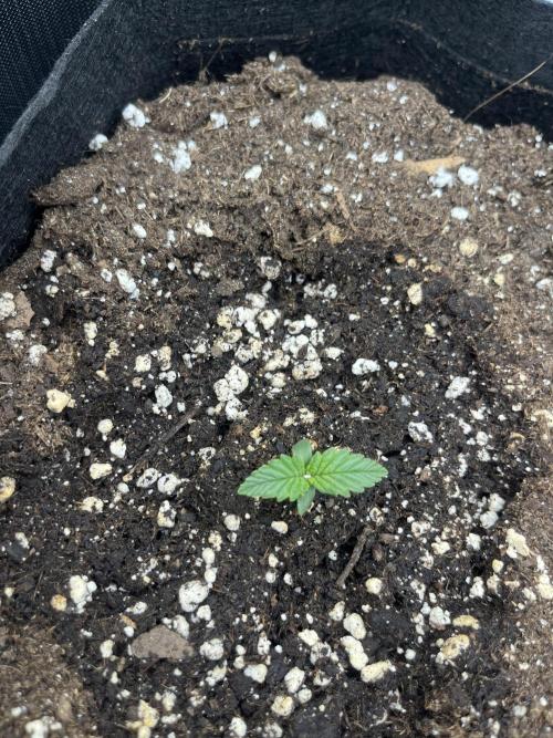 Orange sherbet auto. Week 2