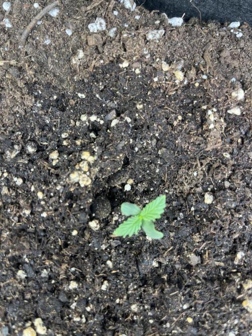 Orange sherbet auto. Week 2