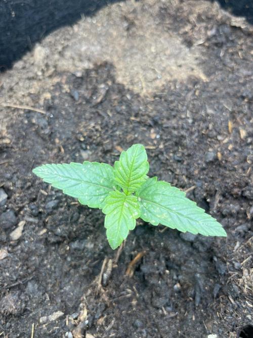 Super boof auto. Week 1