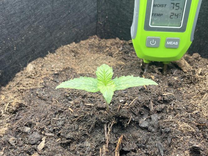 Super boof auto. Week 1