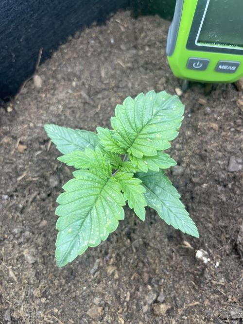 Super boof auto. Week 1 - Day 9