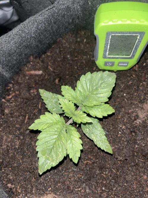 Super boof auto. Week 1 - Day 10