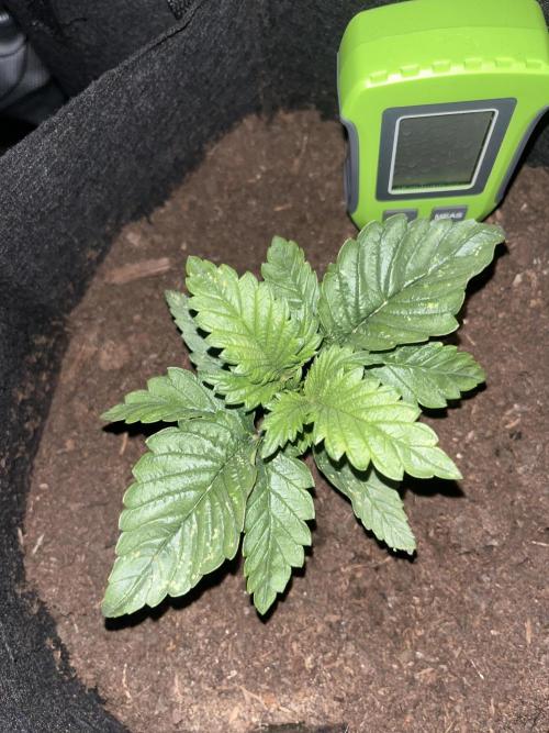 Super boof auto. Week 1 - Day 11