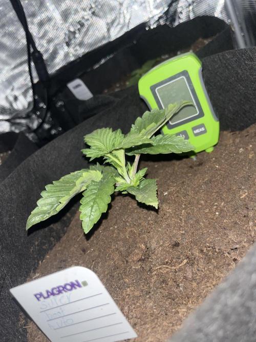 Super boof auto. Week 1 - Day 11