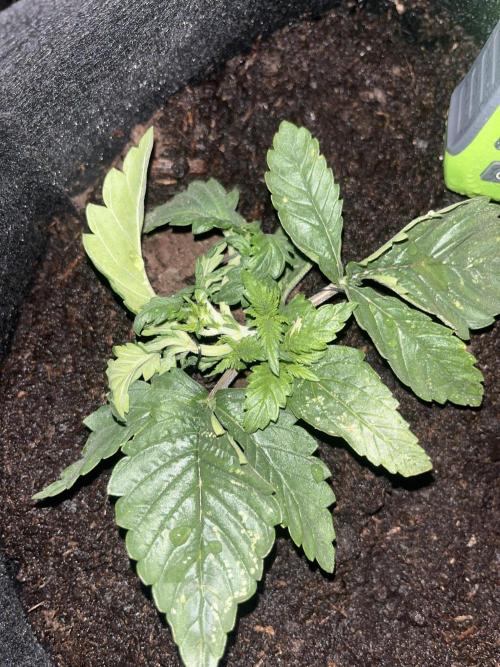 Super boof auto. Week 1 - Day 12