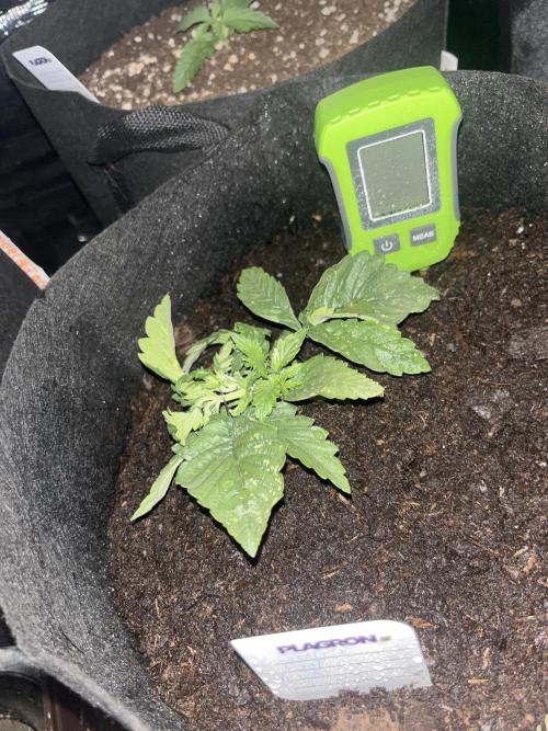 Super boof auto. Week 1