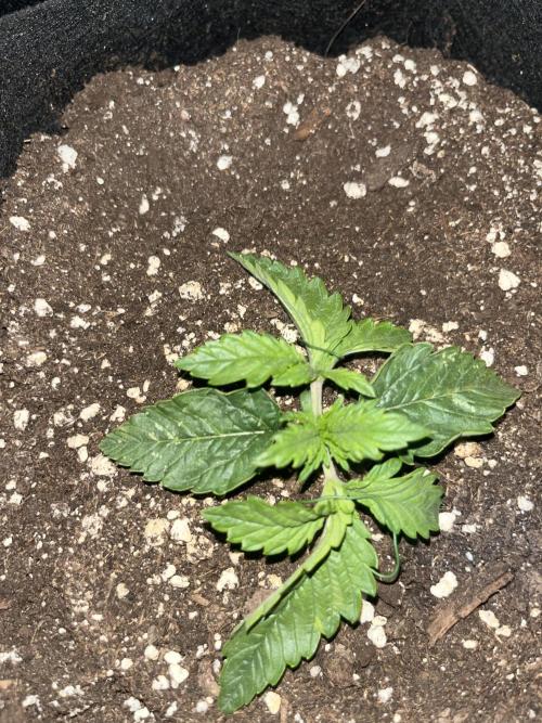 Orange sherbet auto. Week 2