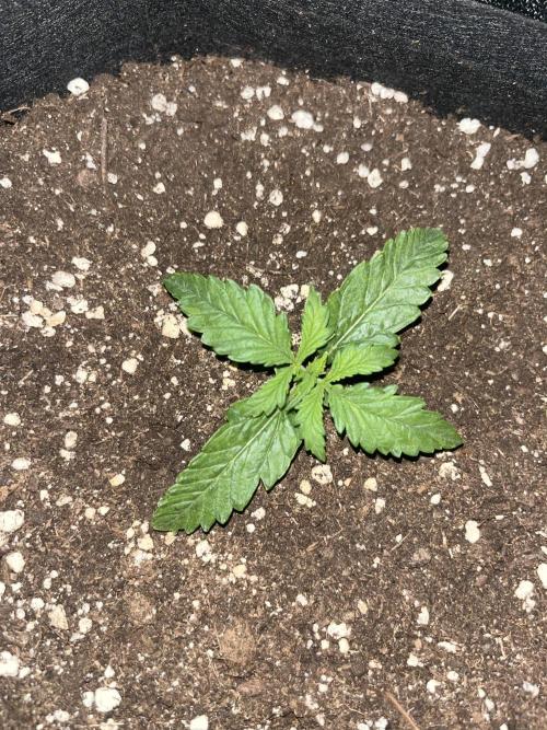Orange sherbet auto. Week 2