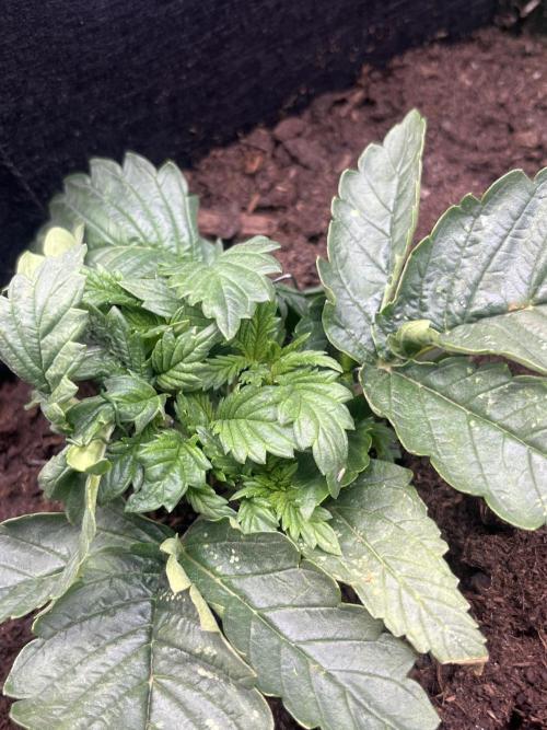 Super boof auto. Week 1 - Day 13
