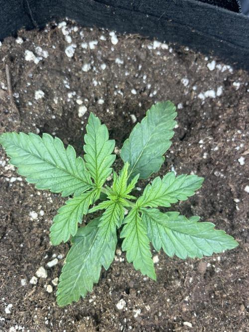 Orange sherbet auto. Week 2