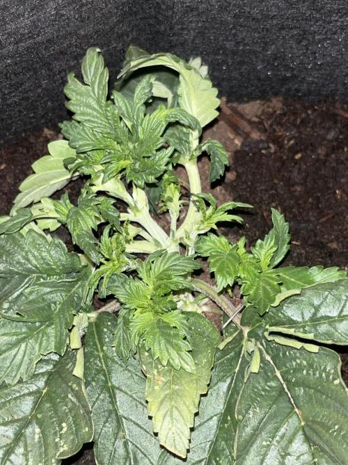 Super boof auto. Week 1 - Day 14