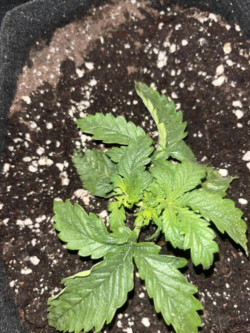 Orange sherbet auto. Week 2