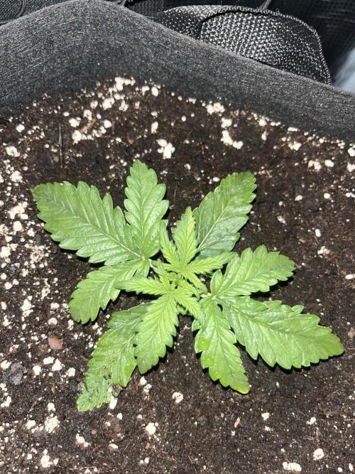 Orange sherbet auto. Week 2