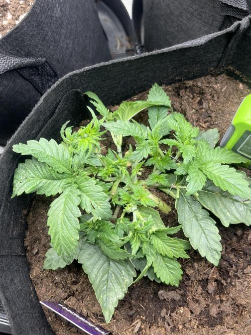 Super boof auto. Week 3 - Day 15