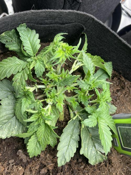 Super boof auto. Week 3