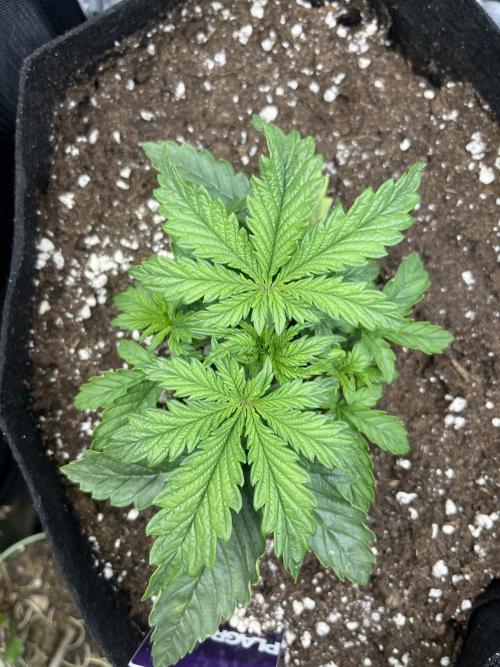 Orange sherbet auto. Week 2