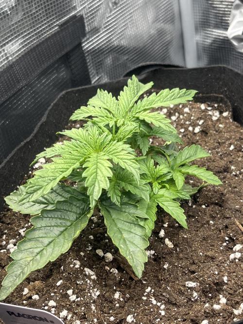Orange sherbet auto. Week 2