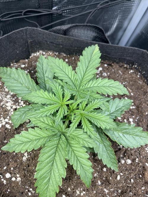 Orange sherbet auto. Week 2