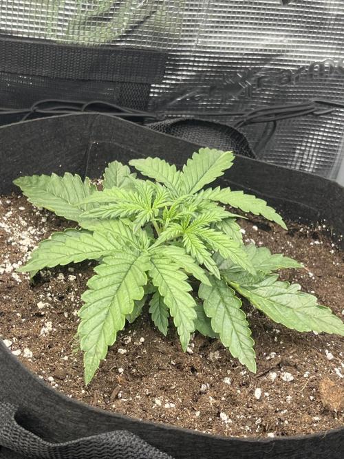 Orange sherbet auto. Week 2