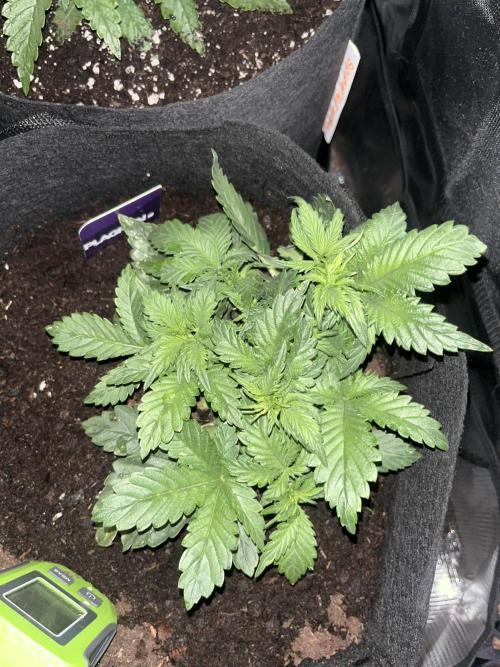 Super boof auto. Week 3