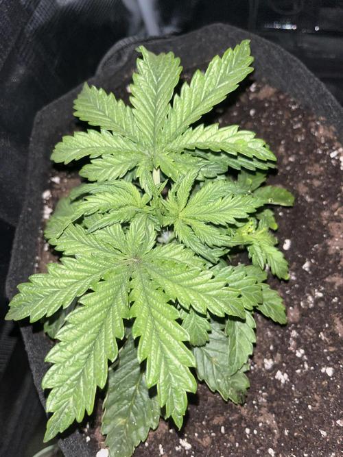 Orange sherbet auto. Week 2