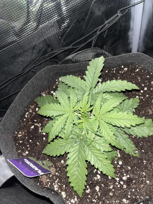 Orange sherbet auto. Week 2